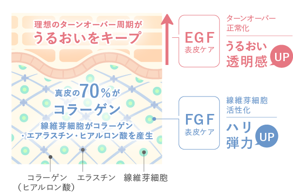 EGF・FGFが肌細胞を活性化