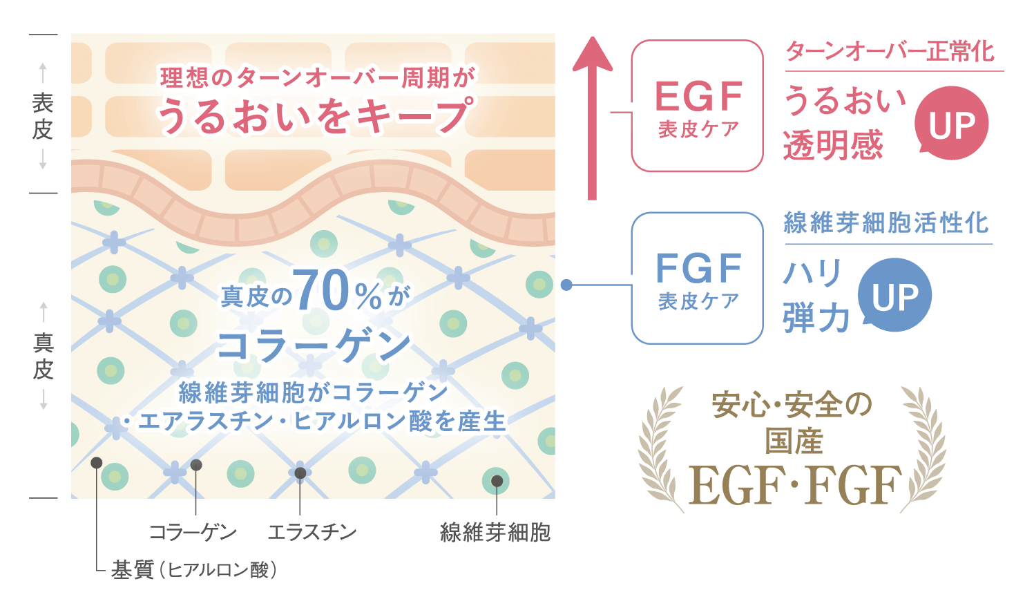 EGF・FGFが肌細胞を活性化