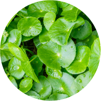 肌いたわり成分